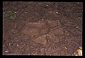 10010-00250-Black Bear.jpg