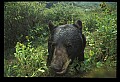10010-00253-Black Bear.jpg