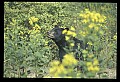 10010-00255-Black Bear.jpg