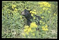 10010-00257-Black Bear.jpg