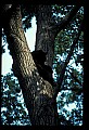 10010-00258-Black Bear.jpg