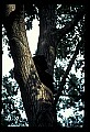 10010-00259-Black Bear.jpg