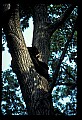 10010-00260-Black Bear.jpg