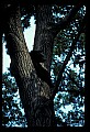 10010-00262-Black Bear.jpg