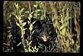 10010-00263-Black Bear.jpg