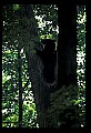 10010-00265-Black Bear.jpg