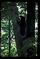 10010-00266-Black Bear.jpg