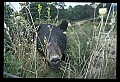 10010-00270-Black Bear.jpg