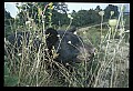 10010-00271-Black Bear.jpg