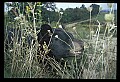 10010-00272-Black Bear.jpg