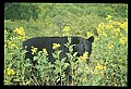 10010-00274-Black Bear.jpg