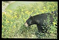 10010-00275-Black Bear.jpg
