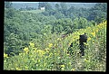 10010-00276-Black Bear.jpg