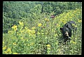 10010-00278-Black Bear.jpg