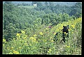 10010-00279-Black Bear.jpg