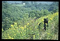 10010-00280-Black Bear.jpg