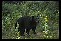 10010-00284-Black Bear.jpg