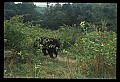 10010-00285-Black Bear.jpg