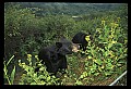 10010-00287-Black Bear.jpg