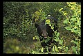 10010-00290-Black Bear.jpg