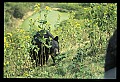 10010-00293-Black Bear.jpg