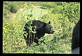 10010-00295-Black Bear.jpg