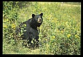 10010-00305-Black Bear.jpg