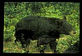 10010-00314-Black Bear.jpg