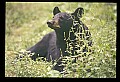 10010-00318-Black Bear.jpg