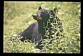 10010-00320-Black Bear.jpg