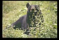 10010-00321-Black Bear.jpg