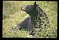 10010-00324-Black Bear.jpg