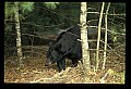 10010-00326-Black Bear.jpg