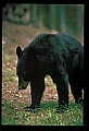 10010-00328-Black Bear.jpg