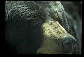 10010-00329-Black Bear.jpg