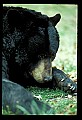 10010-00331-Black Bear.jpg