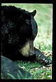 10010-00332-Black Bear.jpg