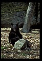 10010-00338-Black Bear.jpg