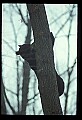 10010-00339-Black Bear.jpg