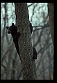 10010-00340-Black Bear.jpg