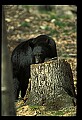 10010-00341-Black Bear.jpg