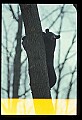 10010-00342-Black Bear.jpg