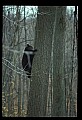 10010-00343-Black Bear.jpg