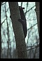 10010-00344-Black Bear.jpg
