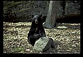 10010-00347-Black Bear.jpg