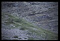 10010-00350-Black Bear.jpg