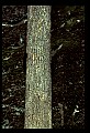 10010-00355-Black Bear.jpg