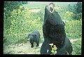 10010-00356-Black Bear.jpg