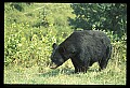 10010-00359-Black Bear.jpg