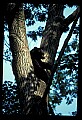 10010-00361-Black Bear.jpg